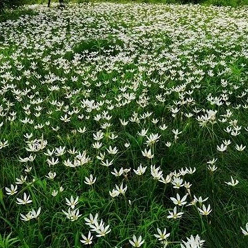 花期中的葱兰草