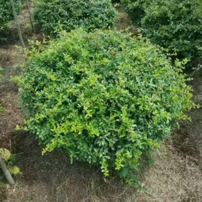 huojq010.jpg