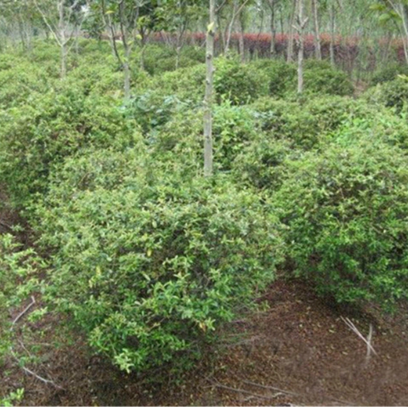huojq002.jpg