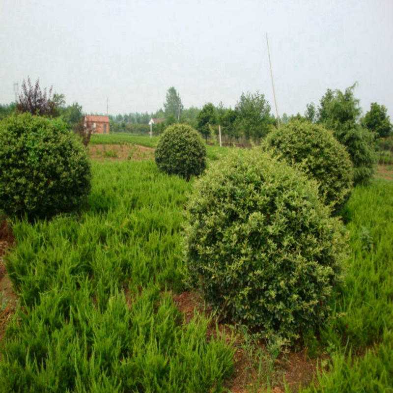 huojq001.jpg