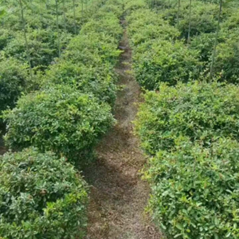 huojq009.jpg