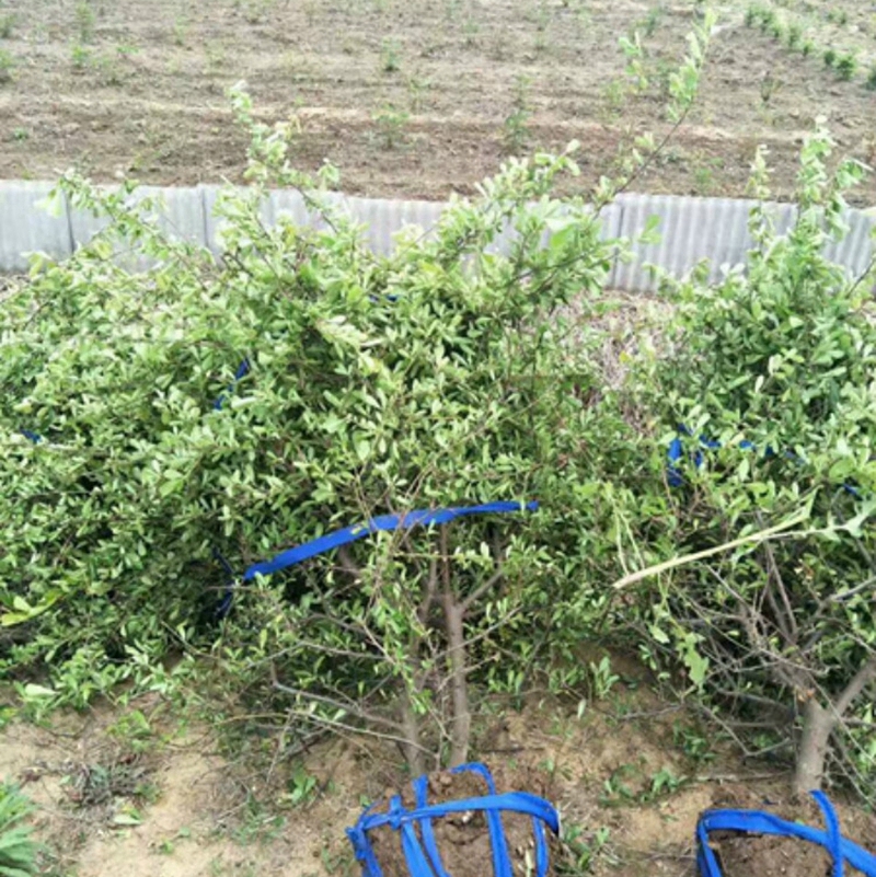 huojq011.jpg