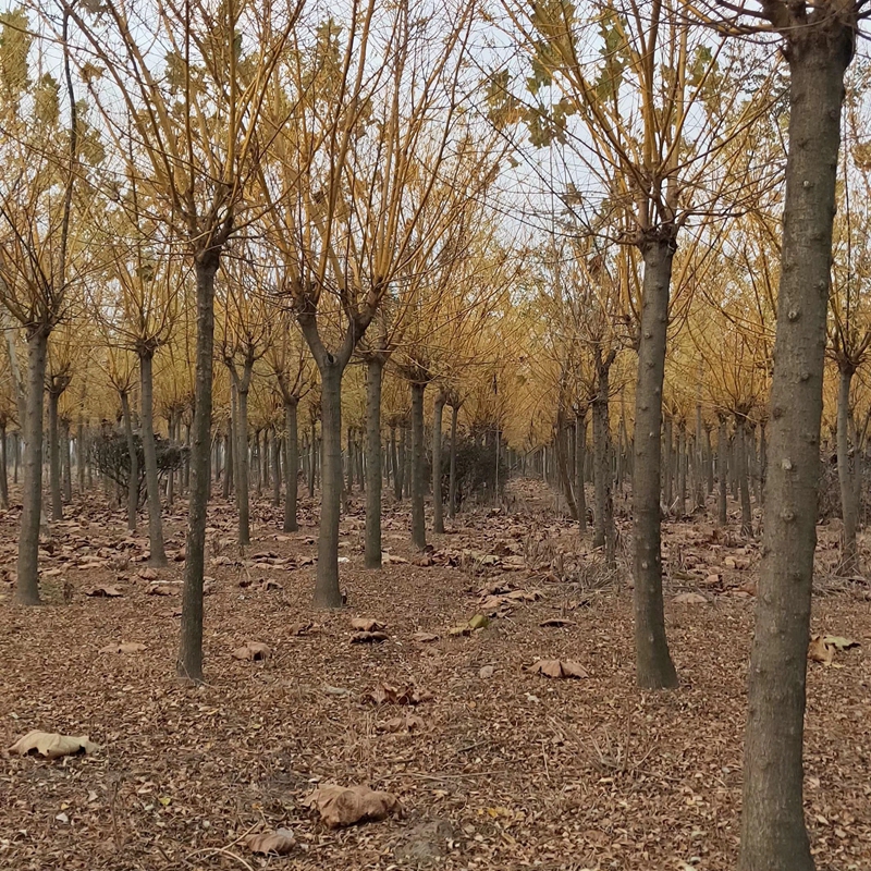 huangjh009.jpg