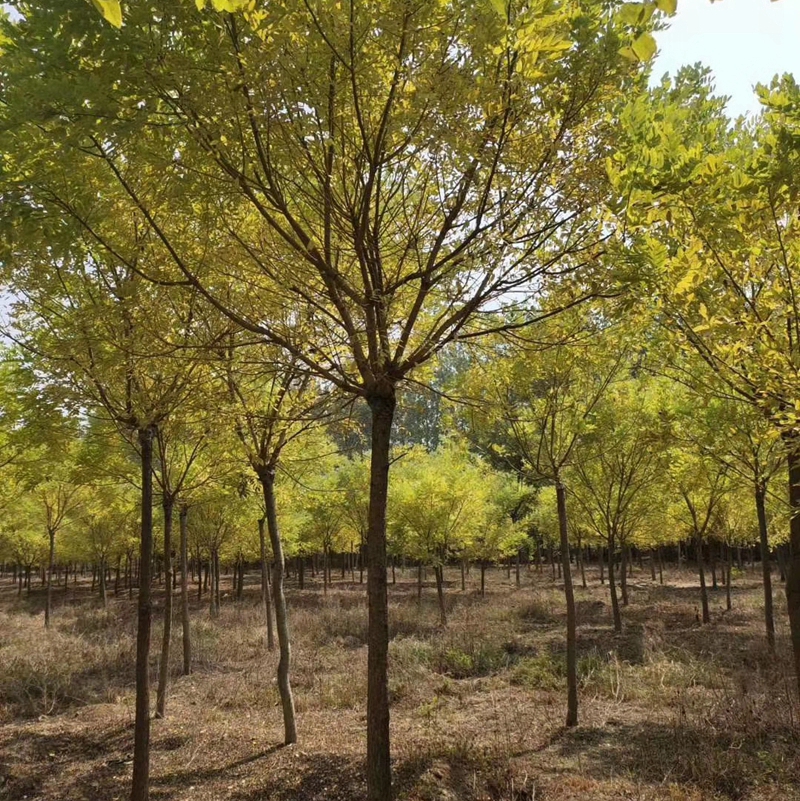 huangjh015.jpg
