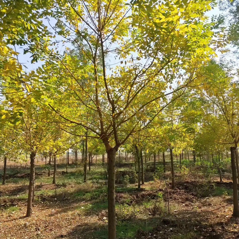 huangjh004.jpg