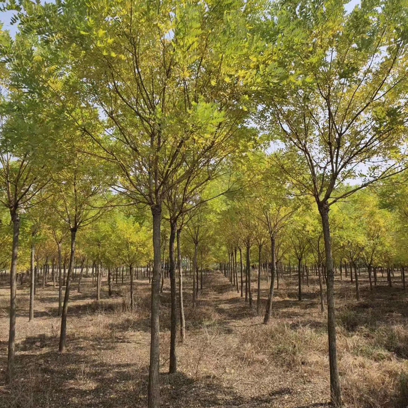 huangjh013.jpg