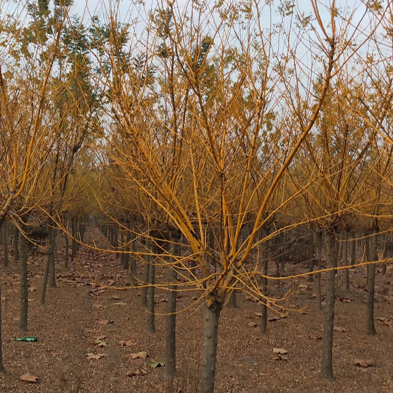 huangjh007.jpg