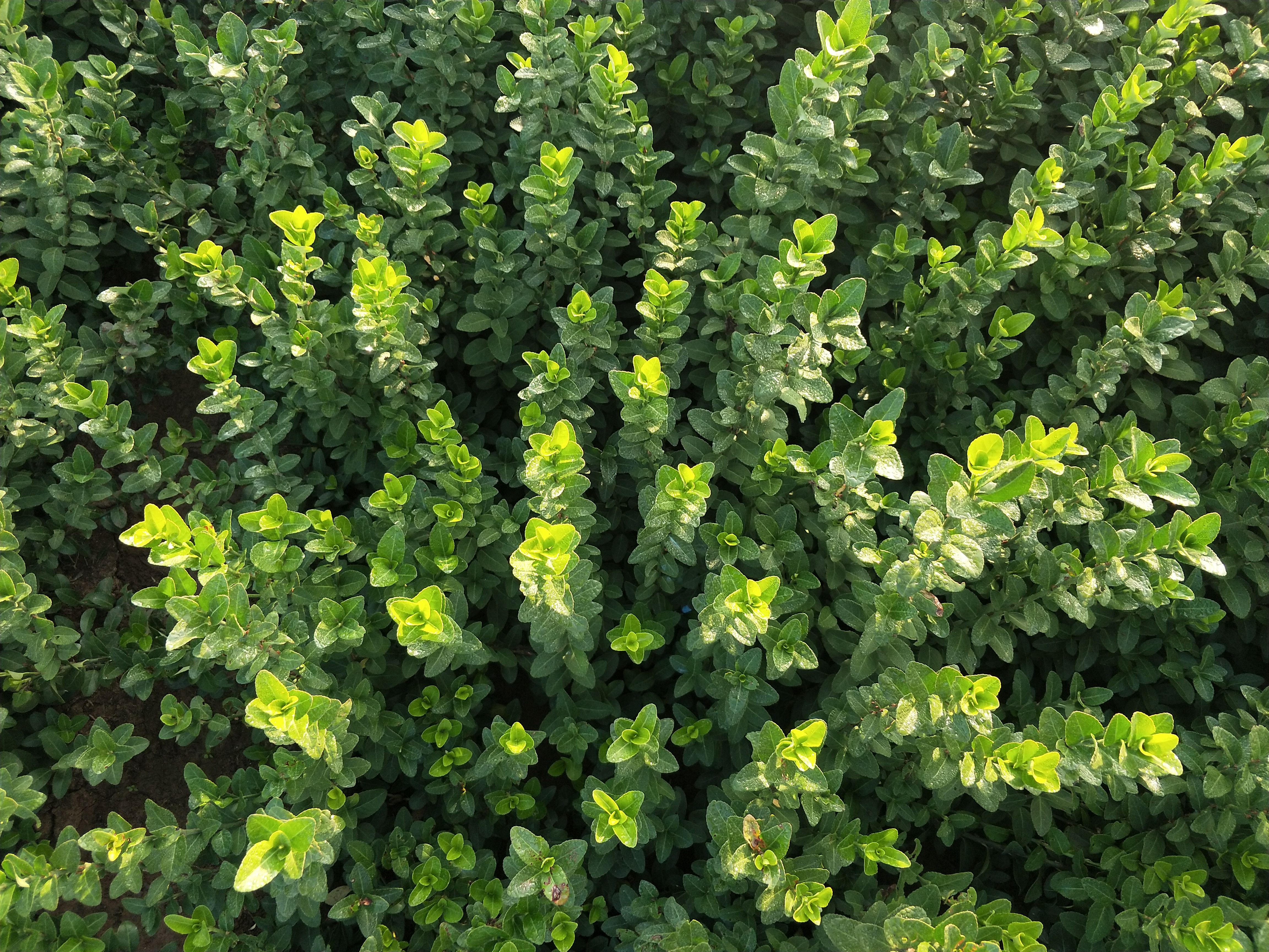 IMG20181019071217.jpg