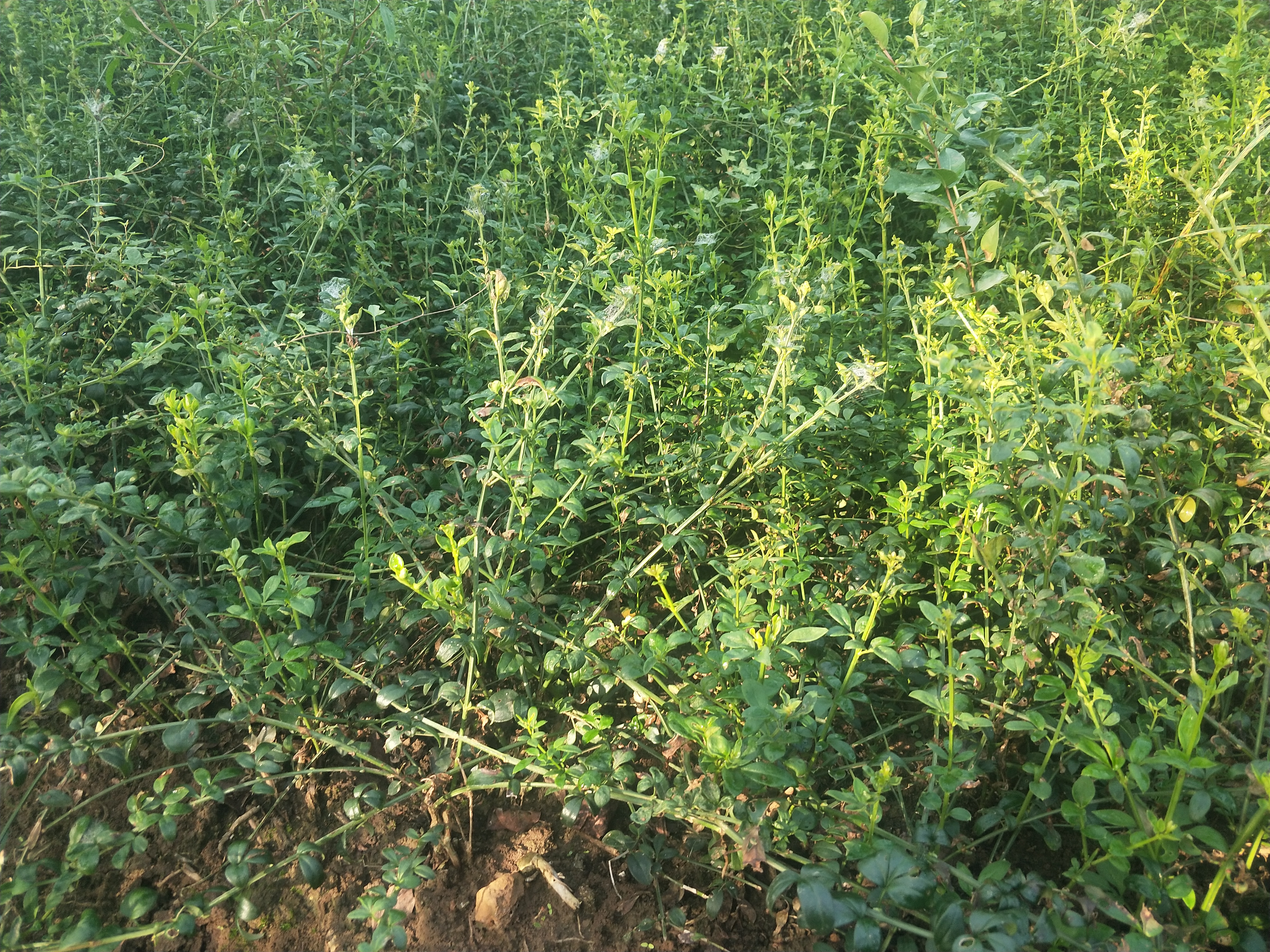 IMG20180924083231.jpg