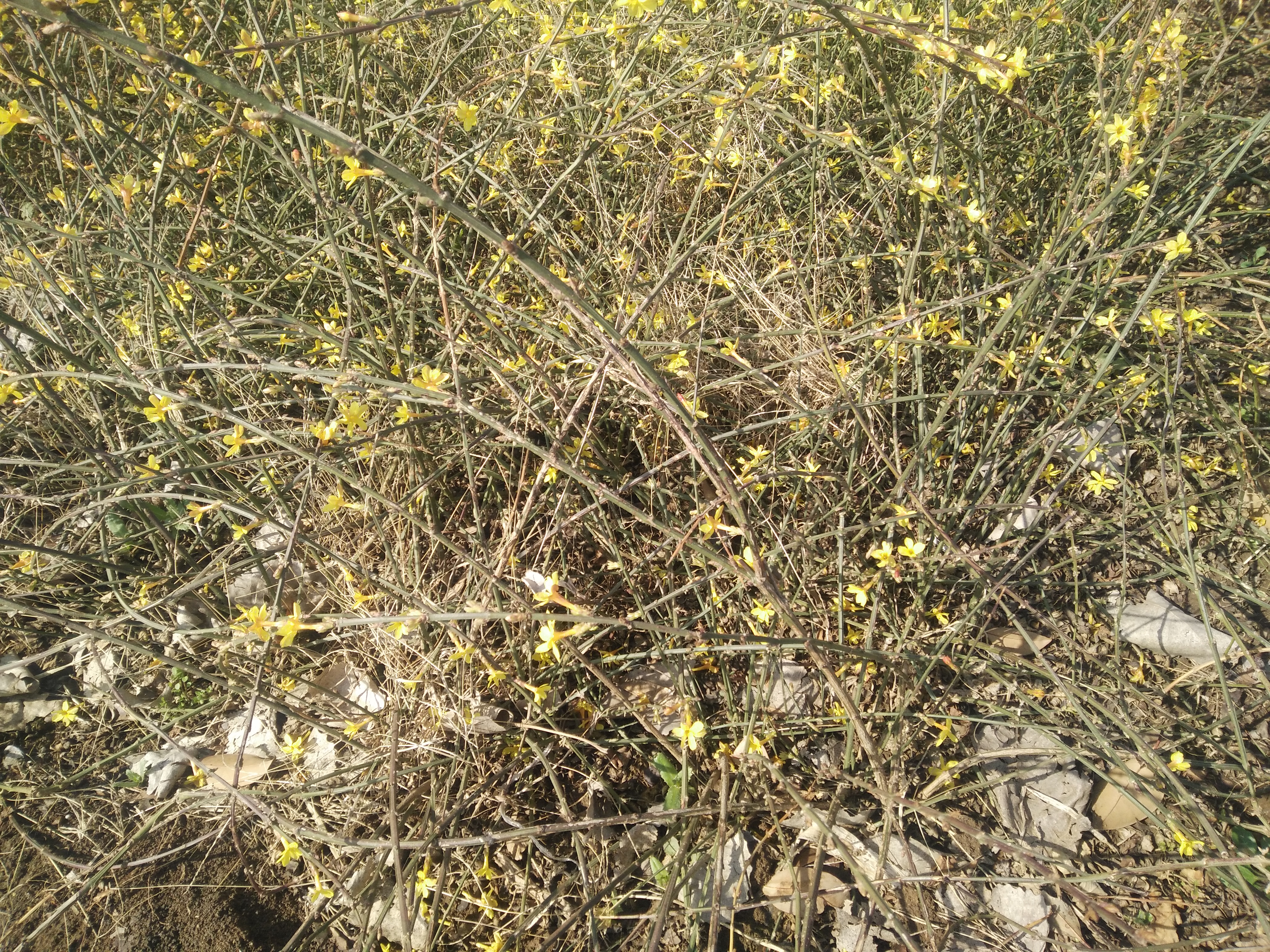IMG20180316100002.jpg