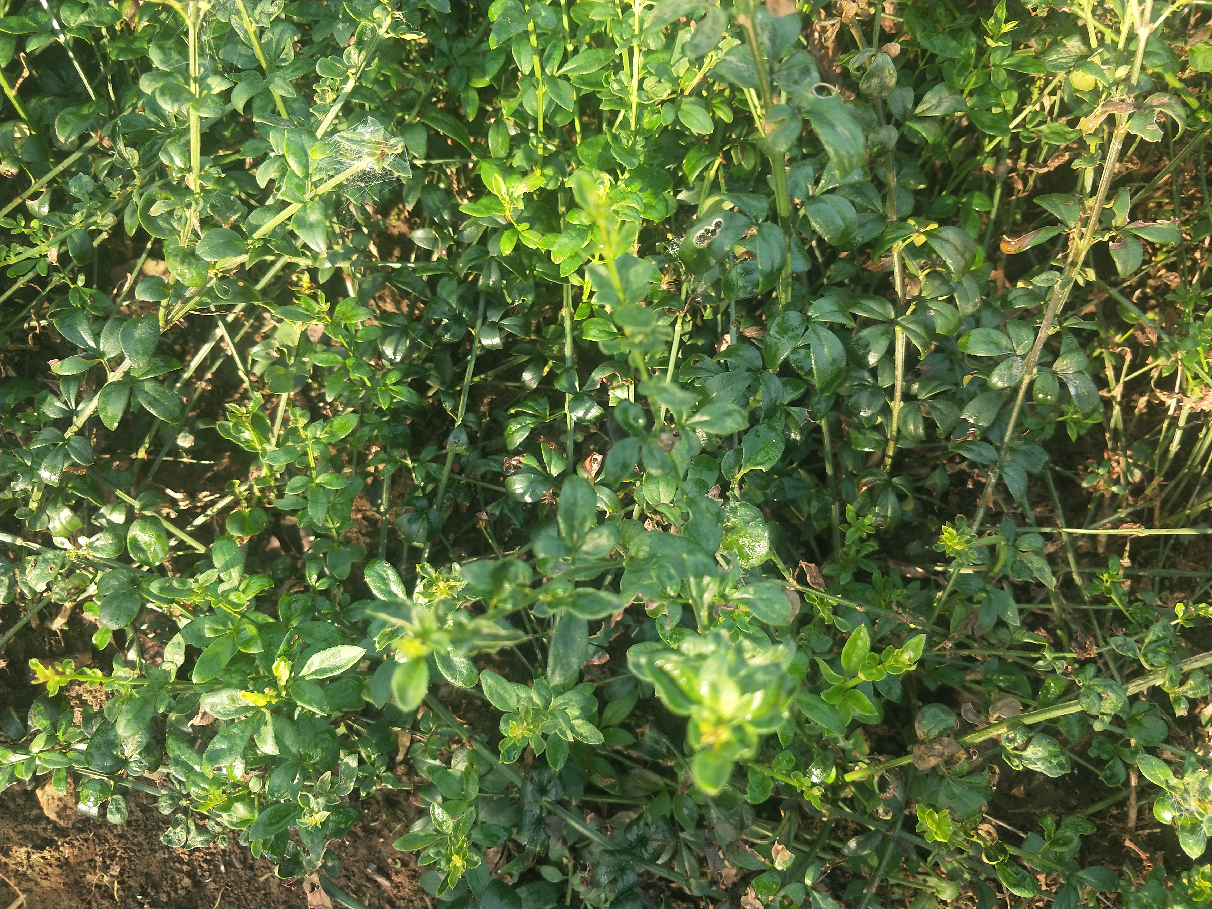 IMG20180924083240.jpg