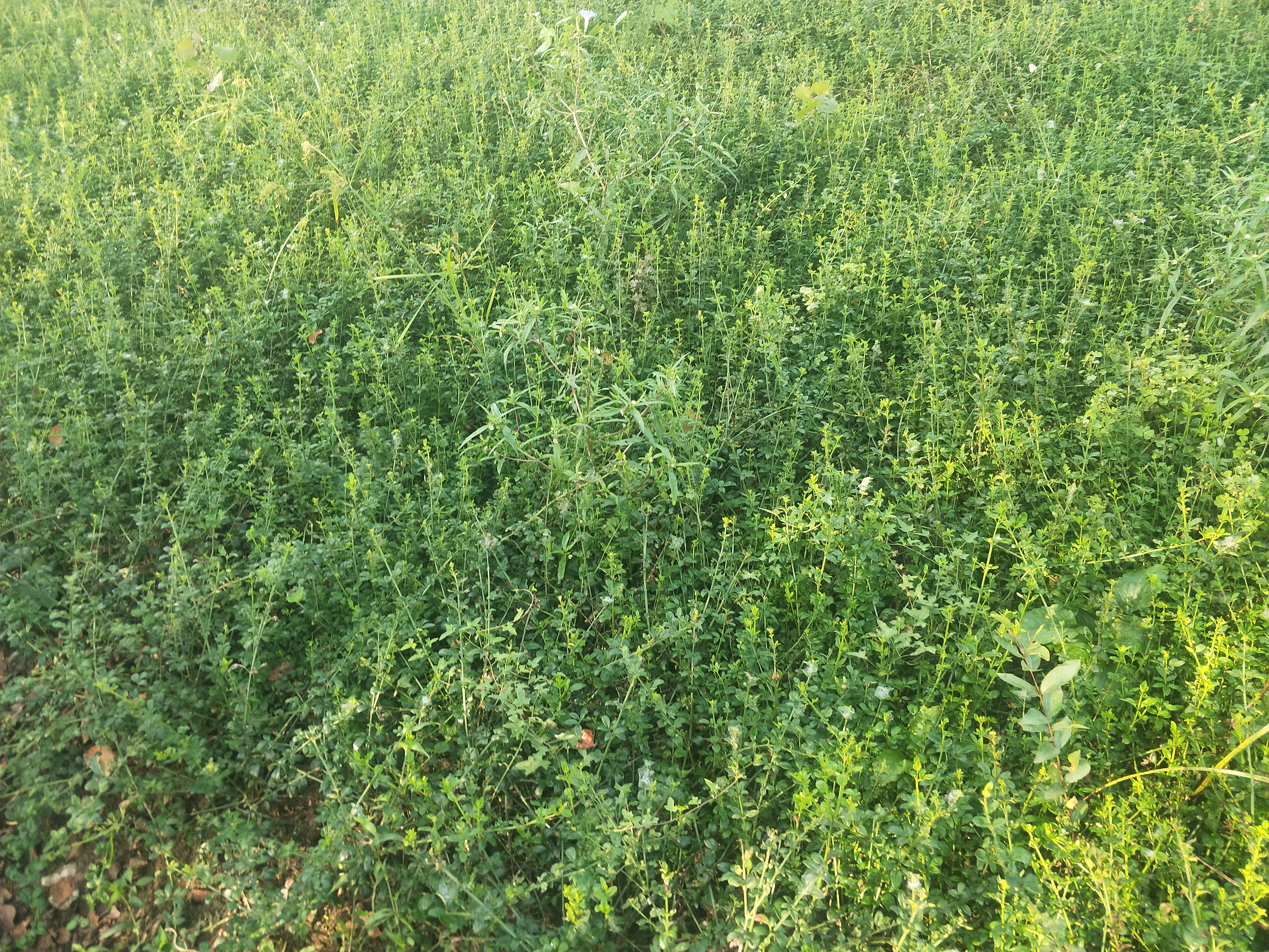 IMG20180924083242.jpg