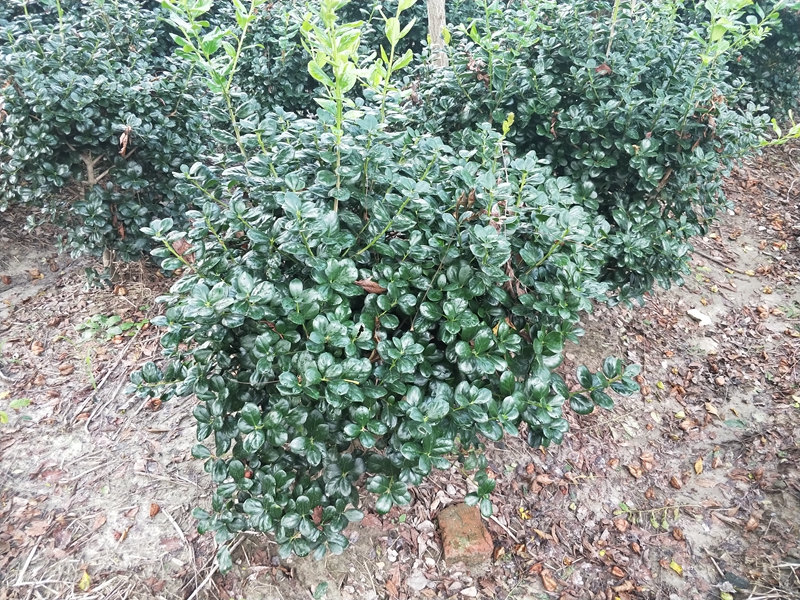 IMG20180822173341.jpg