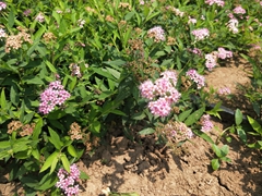 绣线菊