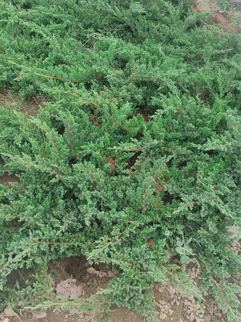 地柏 H20-80CM.jpg
