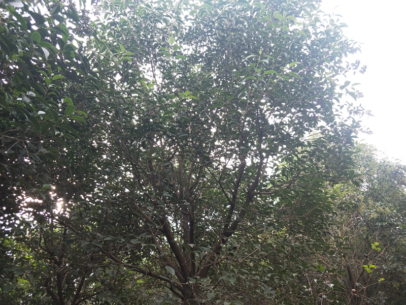 IMG20181015080735.jpg