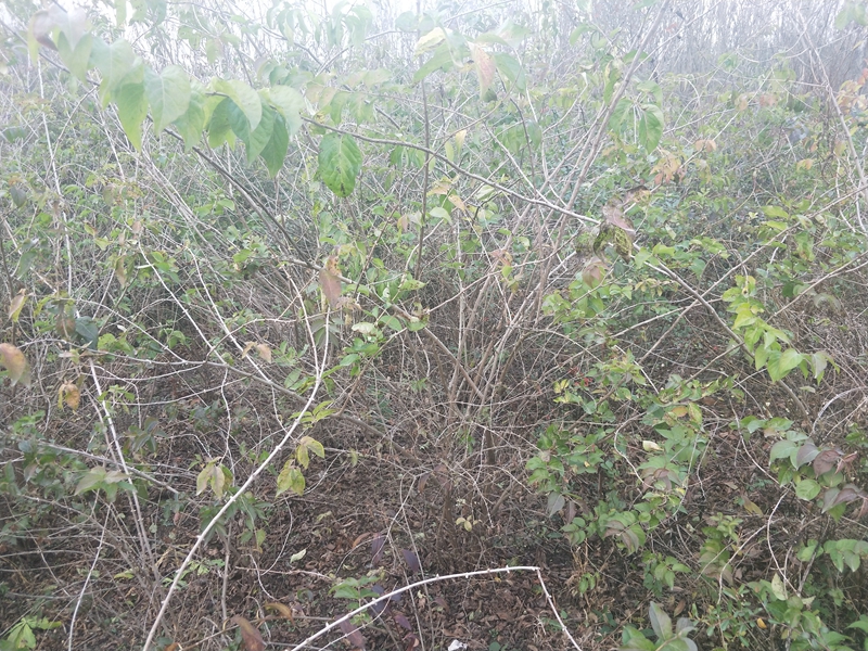 IMG20181201154002.jpg
