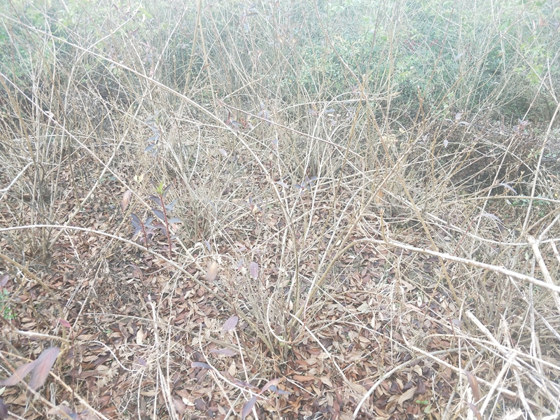 IMG20181201154015.jpg
