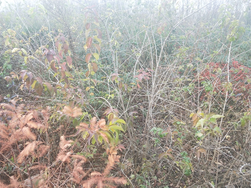 IMG20181201154028.jpg