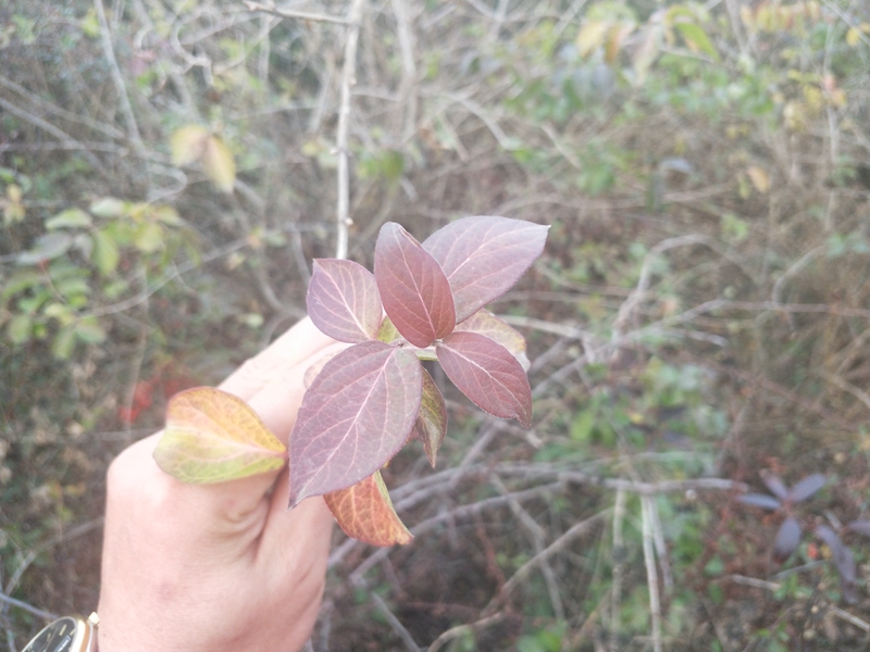IMG20181201154048.jpg