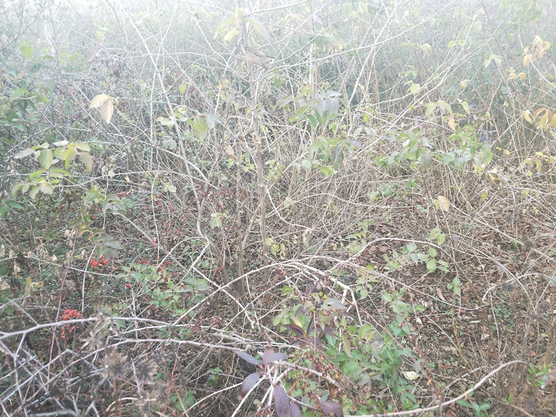 IMG20181201154042.jpg