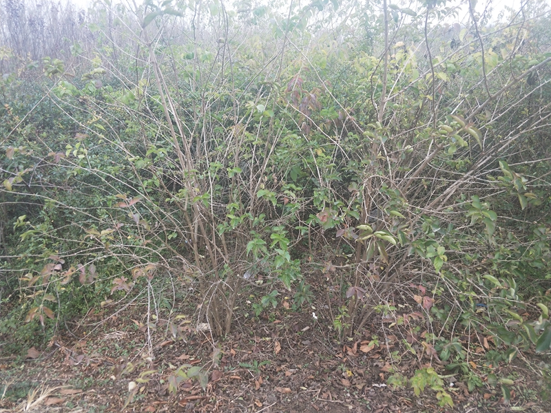 IMG20181201154117.jpg