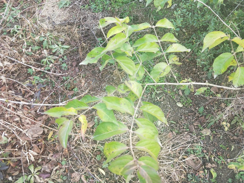 IMG20181201154140.jpg