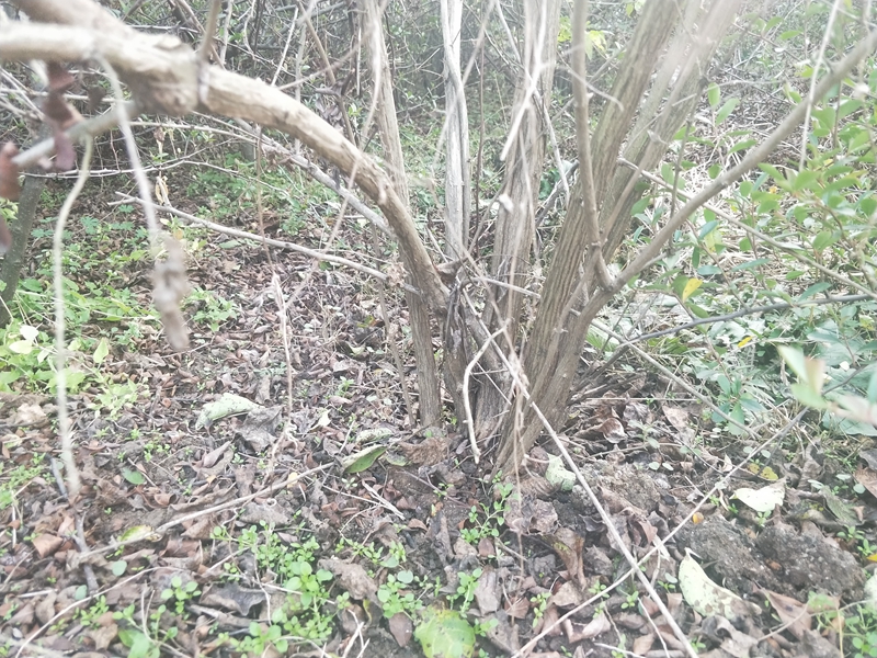 IMG20181201154148.jpg