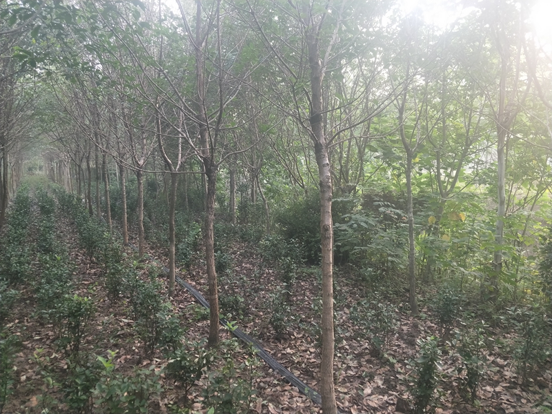 IMG20180725061528.jpg