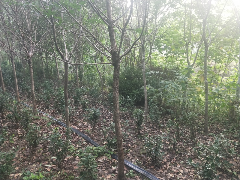IMG20180725061535.jpg