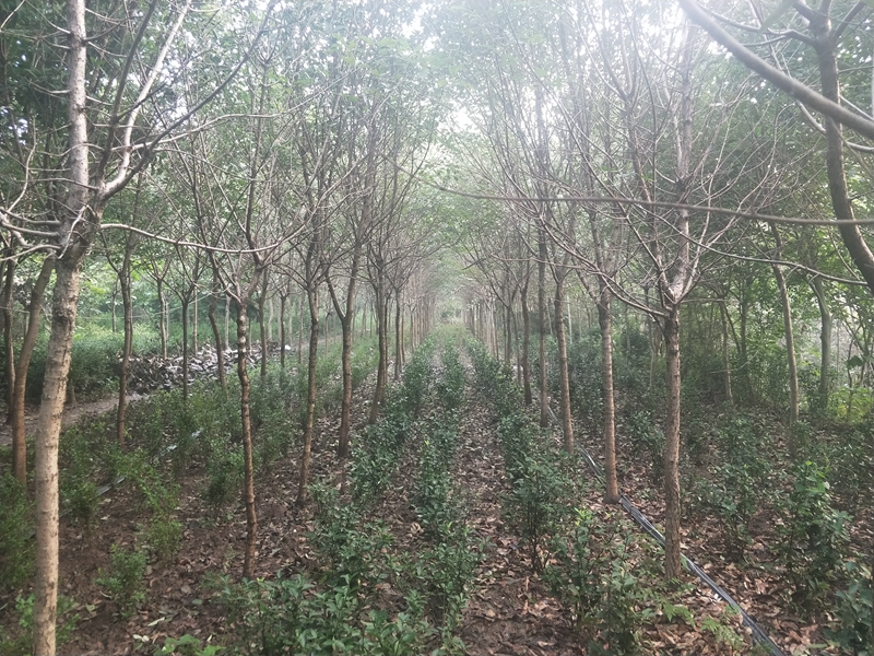 IMG20180725061542.jpg
