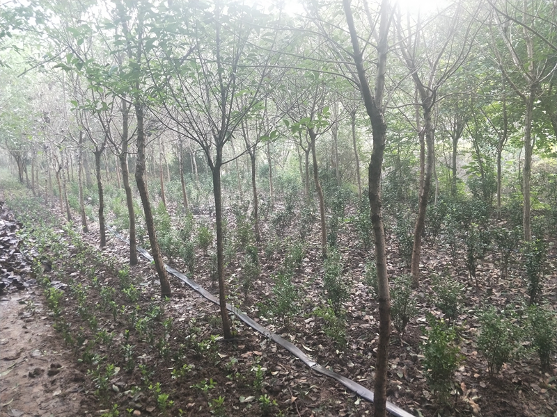 IMG20180725061554.jpg