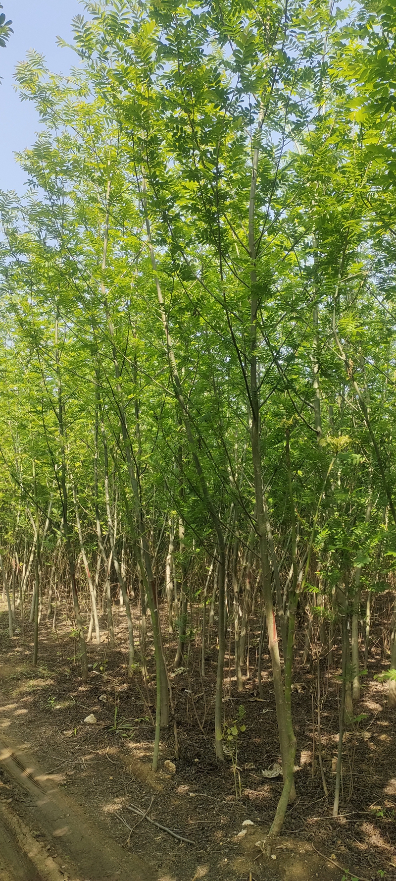 IMG20230419150532.jpg