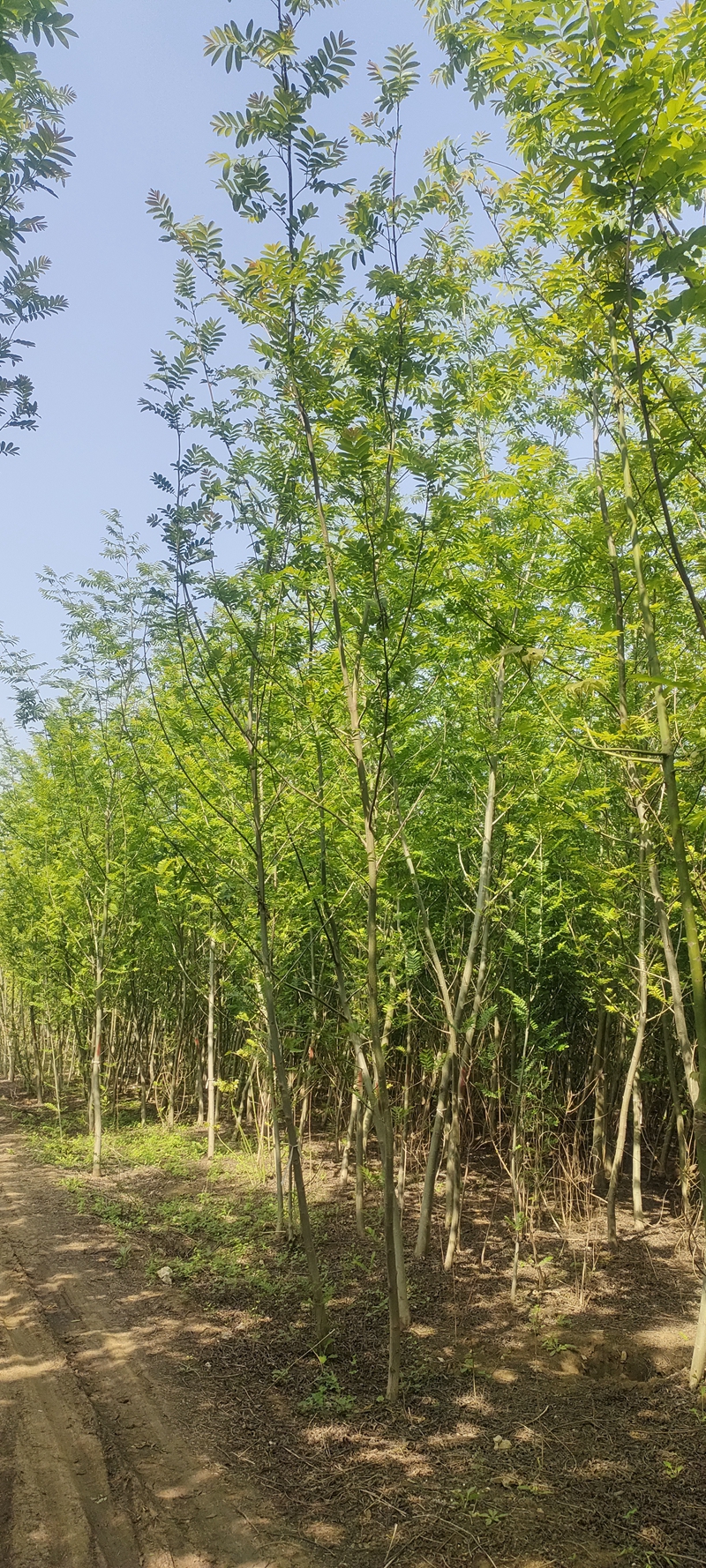 IMG20230419150539.jpg