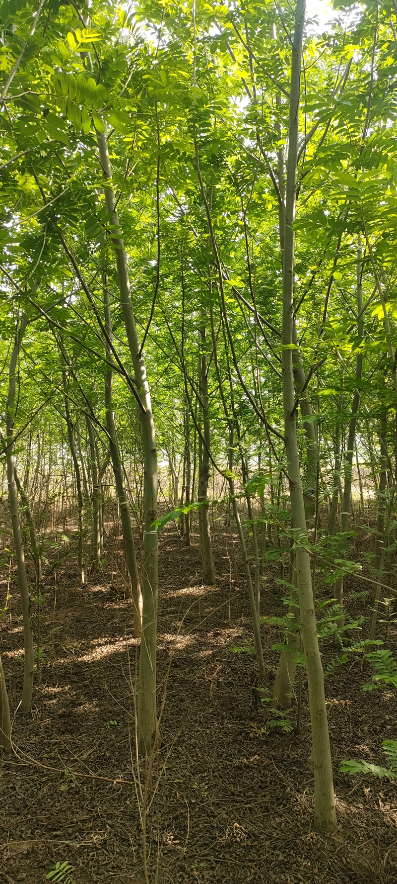 IMG20230419150938.jpg