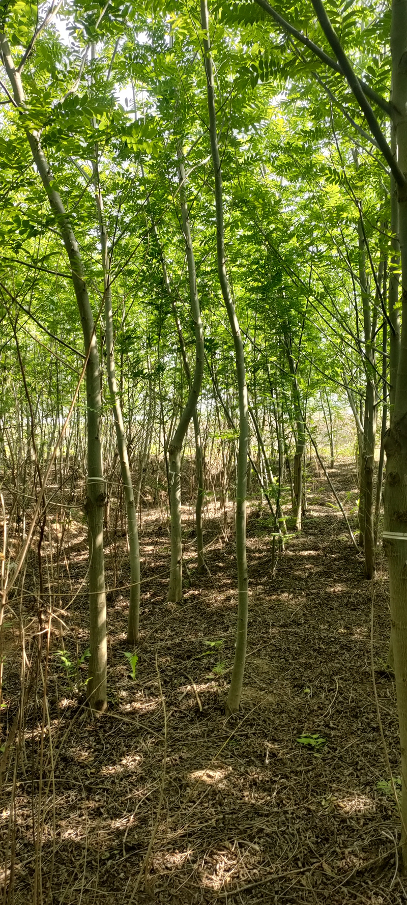 IMG20230419150951.jpg