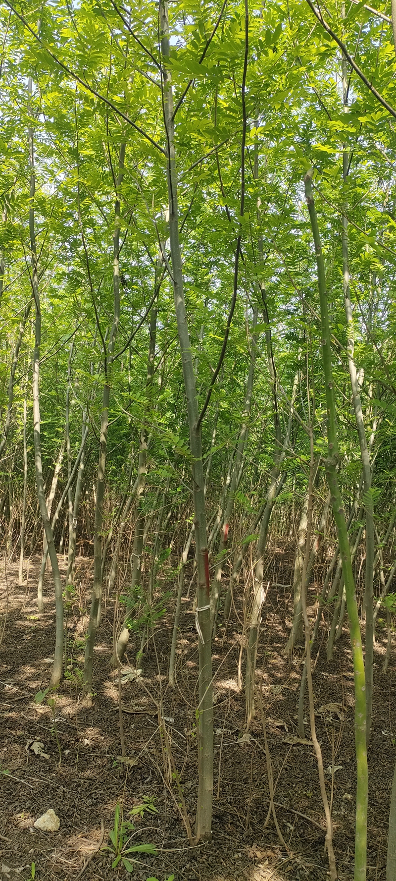 IMG20230419151119.jpg