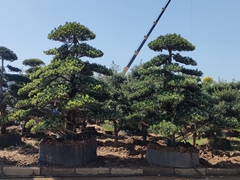 罗汉松