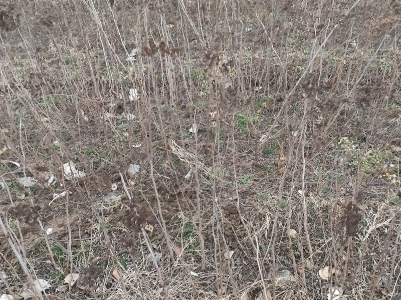 IMG20230218070250.jpg