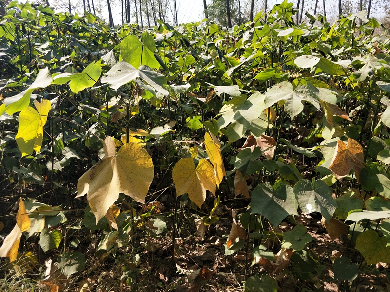 IMG20181101110506.jpg