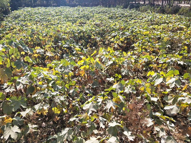 IMG20181101110645.jpg