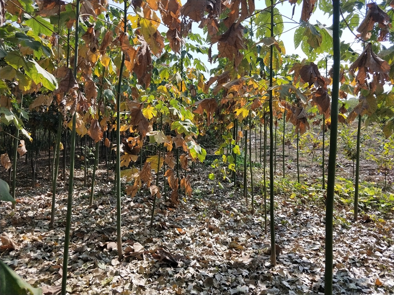 IMG20181101111322.jpg