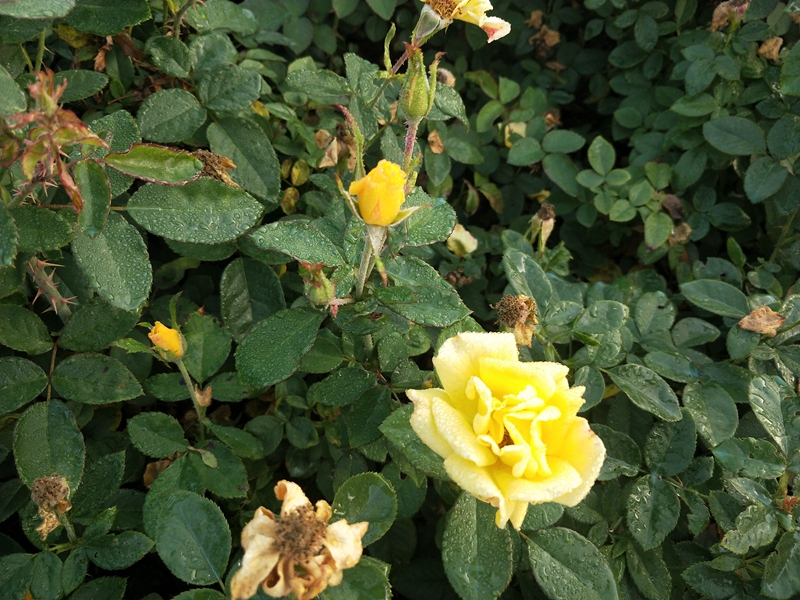 IMG20181019070459.jpg