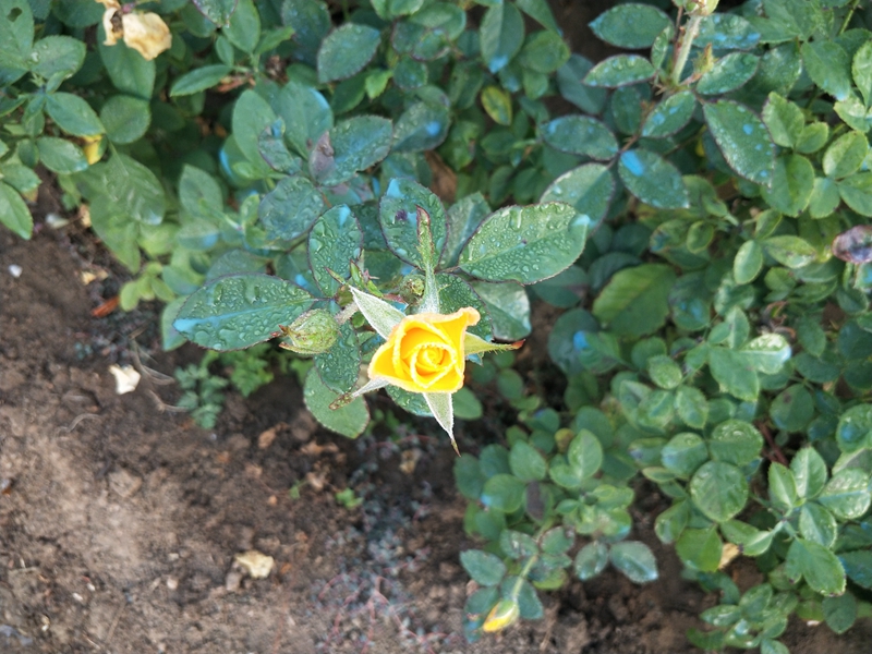 IMG20181019070521.jpg