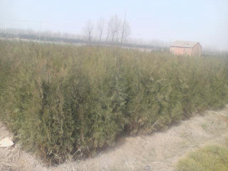 PIC-00010.jpg
