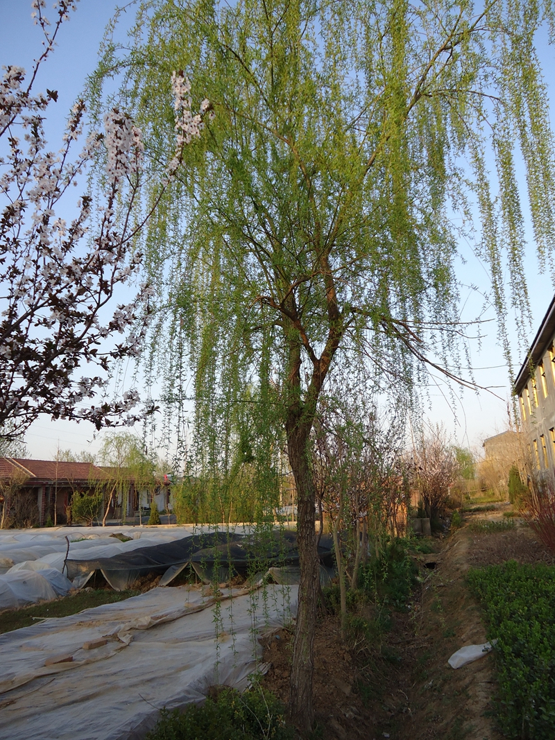 DSC00168.jpg