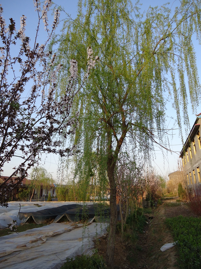 DSC00169.jpg