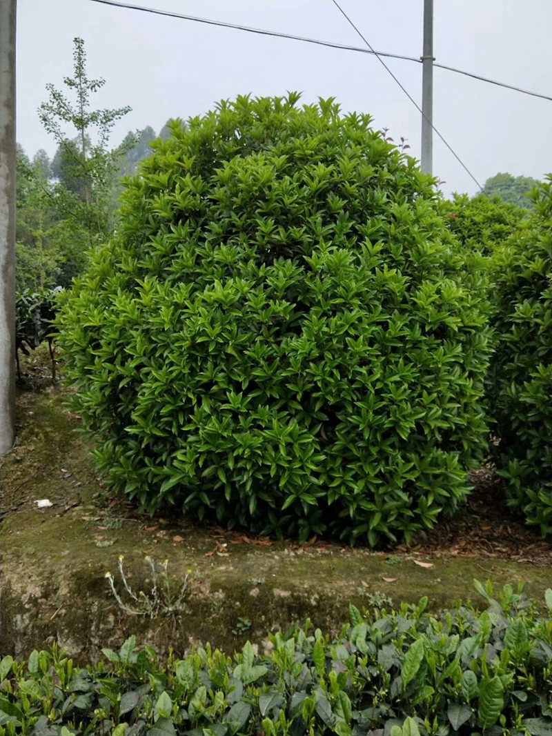 mmexport1537284441990.jpg
