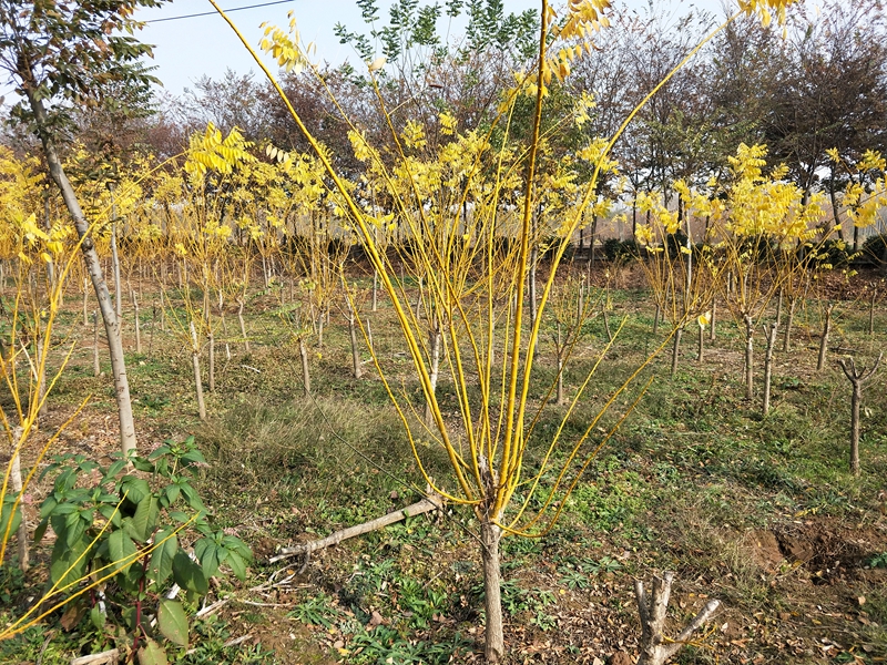 IMG20181119132725.jpg
