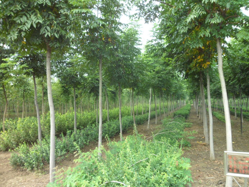 3-8公分栾树 (1).JPG
